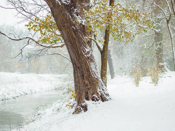 Tronco Árvore Córrego Parque Inverno Coberto Com Uma Neve Estação — Fotografia de Stock