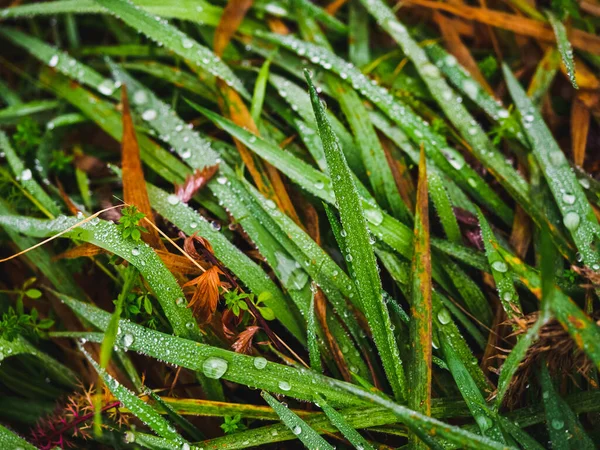 비오는 가을에 빗방울로 가까이 — 스톡 사진
