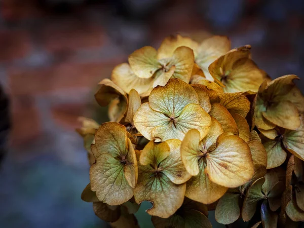 Flores Hortensias Secas Cerca Foto Con Espacio Para Copiar — Foto de Stock