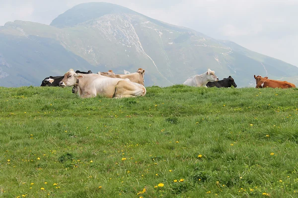 Коровы на альпийских лугах — стоковое фото