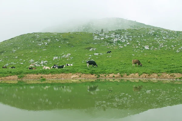 Vacas pastam no prado verde — Fotografia de Stock