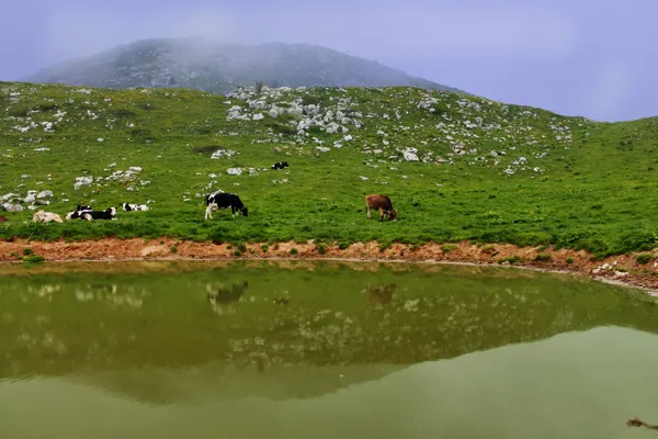 Vacas em um prado alpino perto do lago — Fotografia de Stock