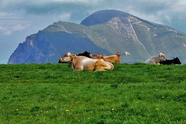Vacas em um prado alpino — Fotografia de Stock