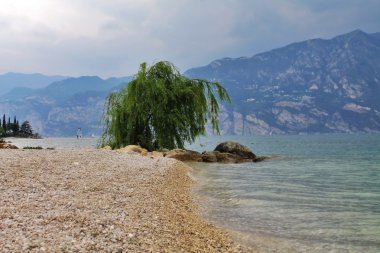 Göl kenarında söğüt