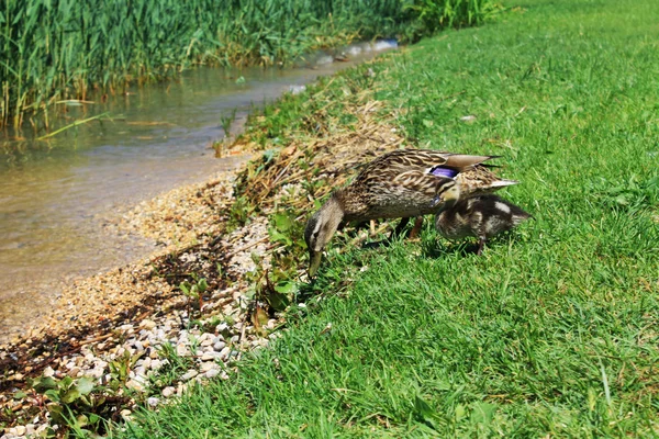 A kiskacsa — Stock Fotó