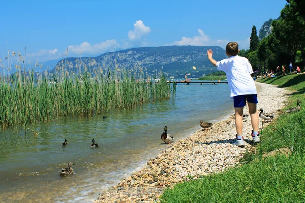 Menino alimentando patos — Fotografia de Stock