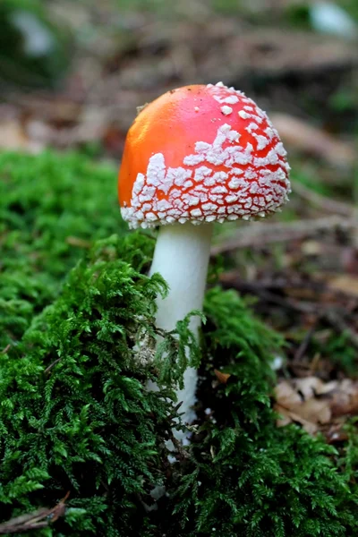 Amanita — Stockfoto