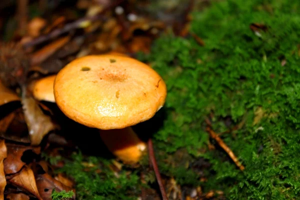 Gelber Pilz — Stockfoto