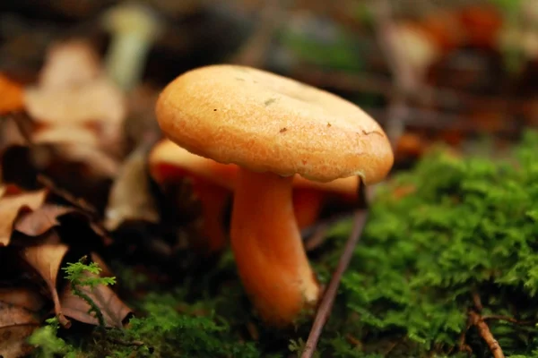 Gelber Pilz — Stockfoto