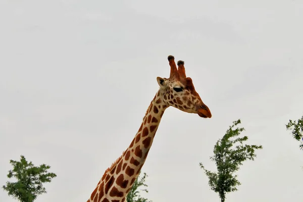 Giraffa — Foto Stock