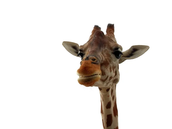 Giraffa — Foto Stock