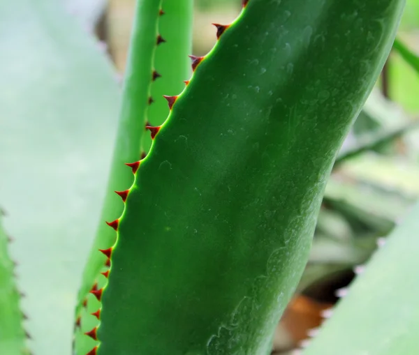 Foglia di aloe con spine — Foto Stock