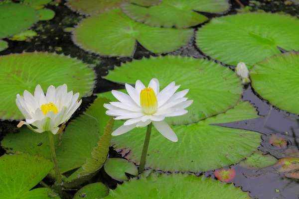 Lily de água com flor — Fotografia de Stock