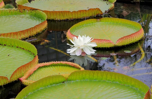 Lily de água com flor — Fotografia de Stock