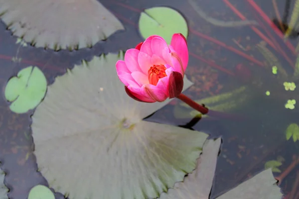 Lily de água com flor — Fotografia de Stock
