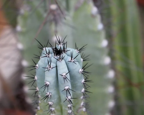 Cactus — Stock Photo, Image