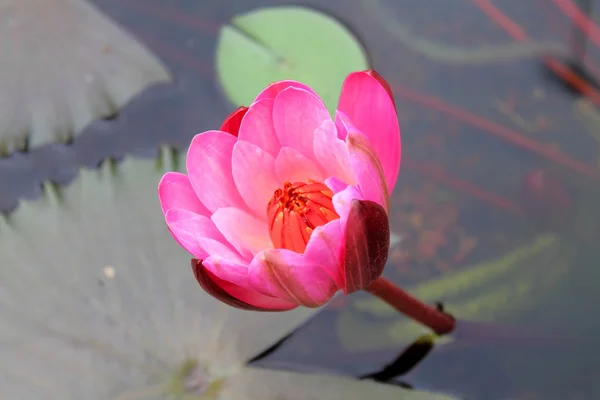 Lys d'eau avec fleur — Photo