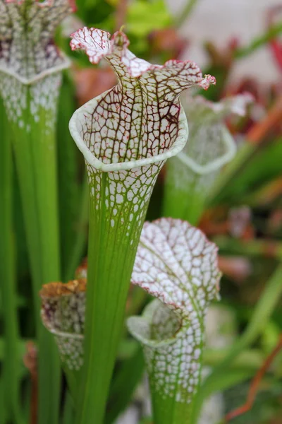 Carnivorous Plant — Stock Photo, Image