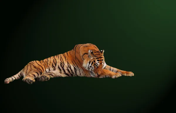 Tigre isolata — Foto Stock