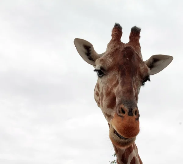 Giraffe — Stockfoto