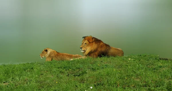 Пара львов, лежащих на зеленой траве — стоковое фото