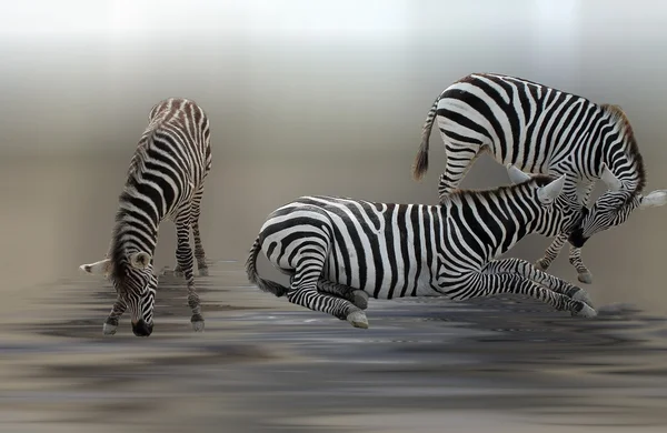 Zebry pary z mały zebra — Zdjęcie stockowe