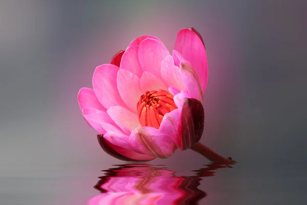 Water lily met bloem — Stockfoto