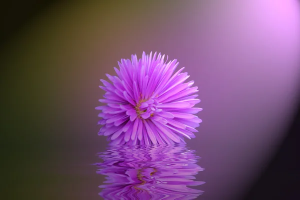 Fleurs pourpres hrizontemy — Photo