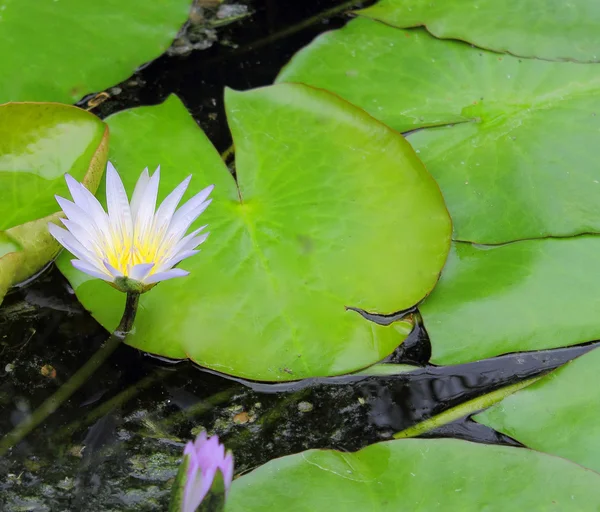 Lily de água com flor — Fotografia de Stock