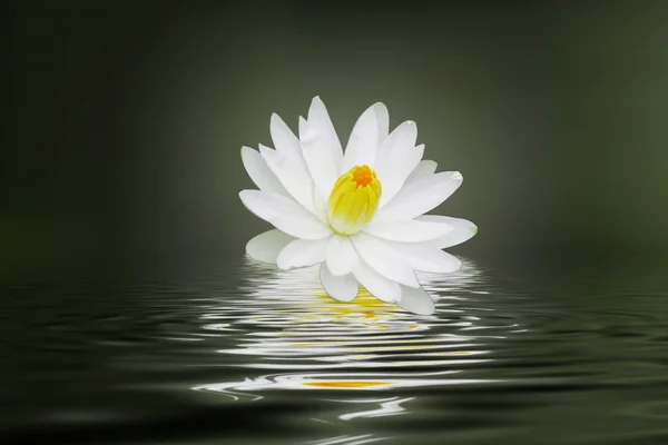 Water lily met bloem — Stockfoto