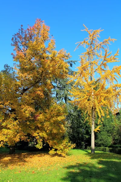 Albero autunnale — Foto Stock