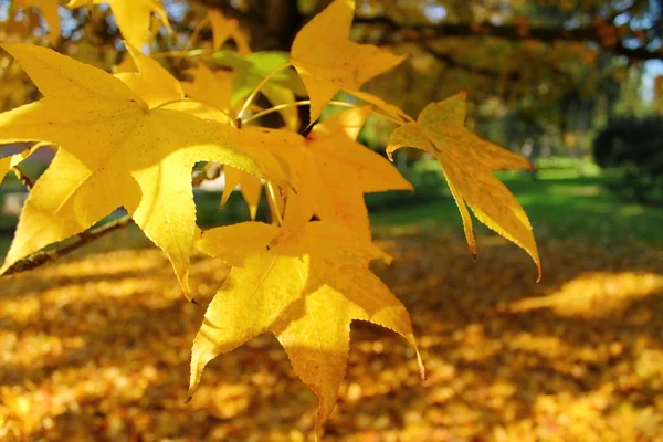 Gelbe Herbstblätter — Stockfoto