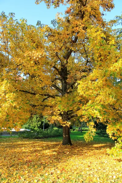 Albero autunnale — Foto Stock