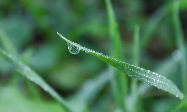 晨露 — 图库照片