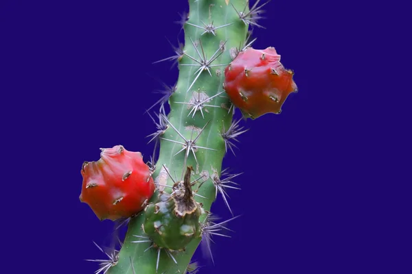 Frutta di cactus — Foto Stock