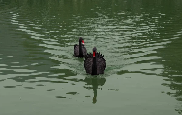 Bir çift siyah kuğu — Stok fotoğraf