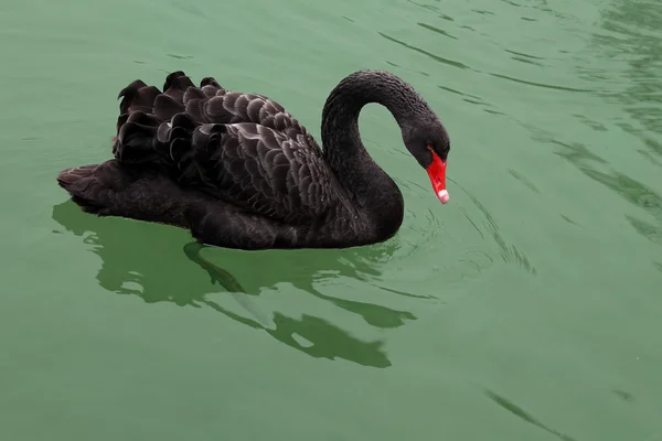 Cisne negro — Foto de Stock