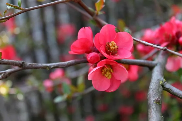 Ramoscello Sakura fioritura Immagine Stock
