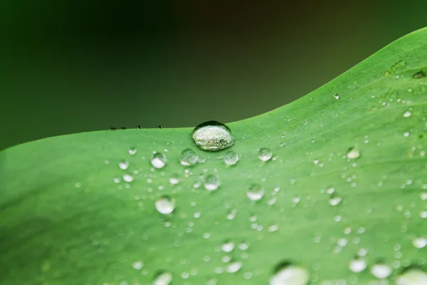 Gota de orvalho — Fotografia de Stock