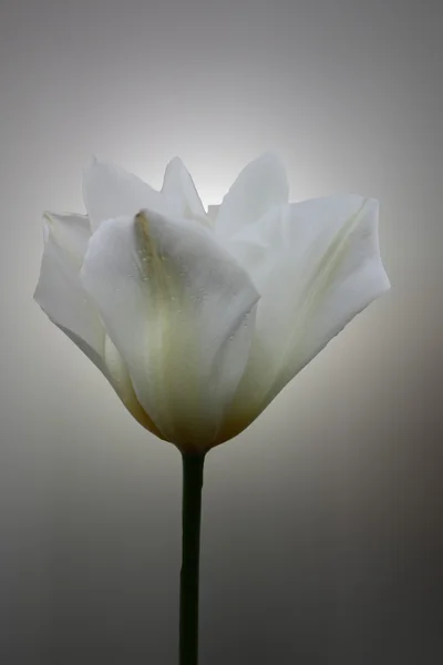 Tulipe blanche — Photo