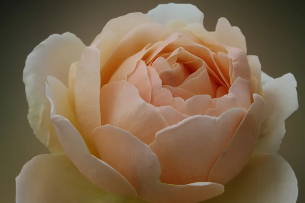 Rose beige — Stockfoto