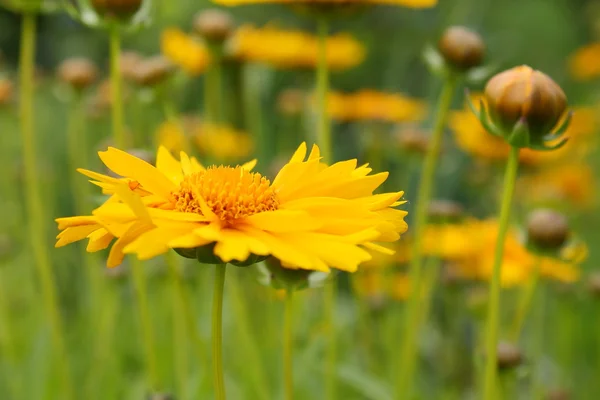 Fiori gialli — Foto Stock