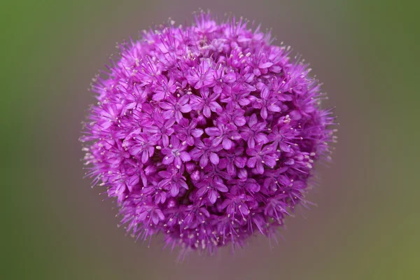 Purple garlic flowers