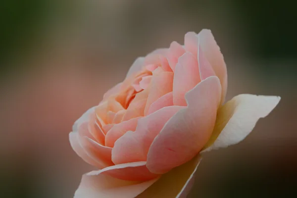 玫瑰米色 — 图库照片
