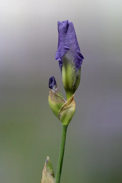 Blaue Iris — Stockfoto