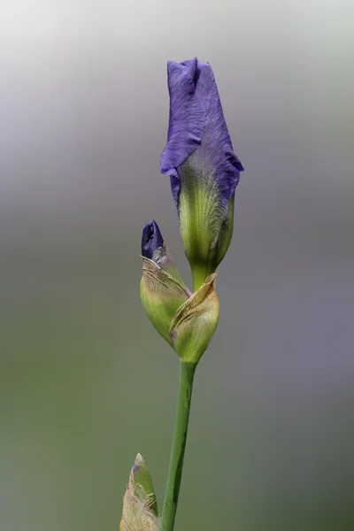 Modrá duhovka — Stock fotografie