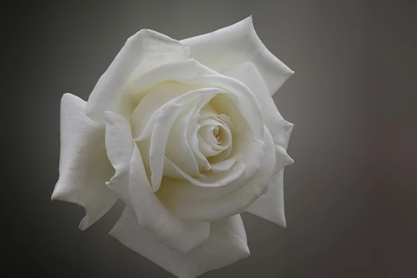 Simplemente Rose - Blanco — Foto de Stock