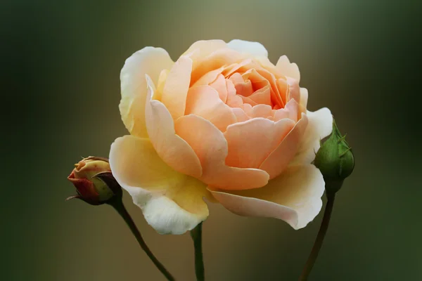 Rose beige — Stockfoto