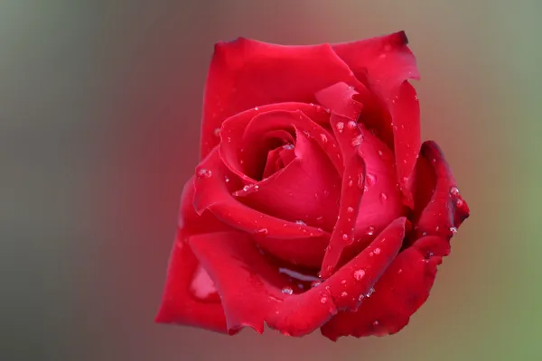 Rosa rossa con gocce di rugiada — Foto Stock