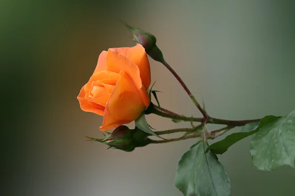 黄色和橙色玫瑰. — 图库照片